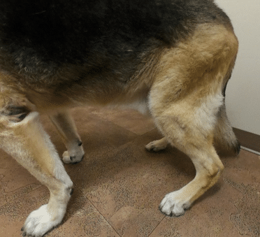 Dog with joint disorder