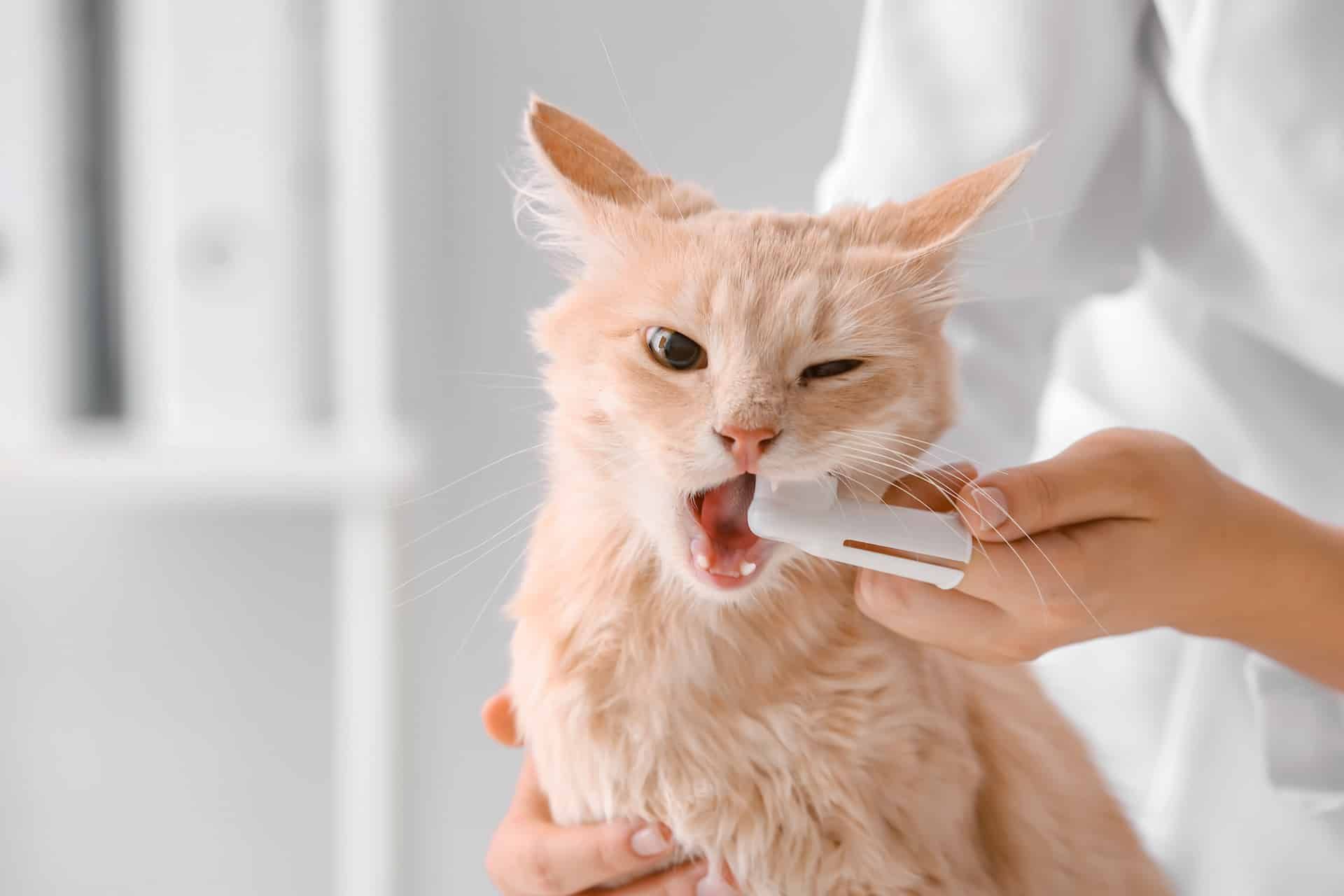 cat getting teeth brushed by vet