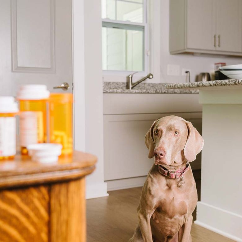 Dog looking at medication