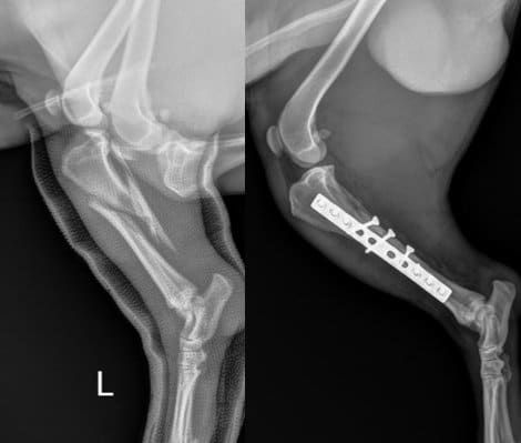 Facture repair x-ray