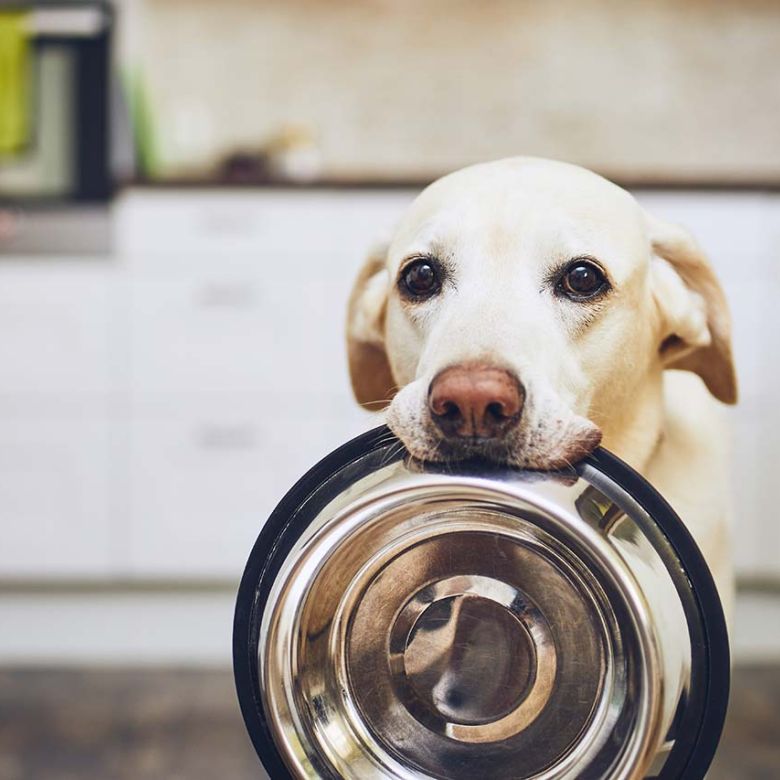 Dog carrying food bowl in mouth