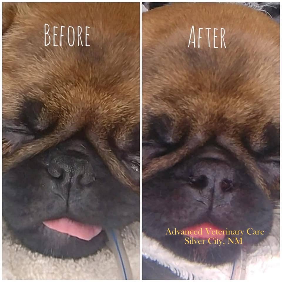 Soft Palate Resection and Stenotic Nares Surgery Advanced Veterinary Care